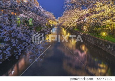 Illuminated tunnel of cherry blossoms in Shinkawa, Tsuchiura City, Ibaraki Prefecture Illuminated tunnel of cherry blossoms in Shinkawa, Tsuchiura City, Ibaraki Prefecture 88457790