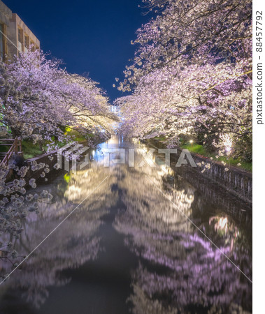 Illuminated tunnel of cherry blossoms in Shinkawa, Tsuchiura City, Ibaraki Prefecture 88457792