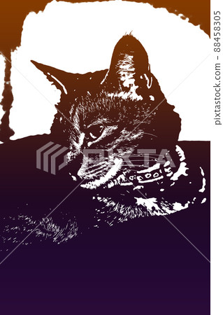 貓貓貓Kijitora白色灰色小貓女女女貓女貓女貓開朗可愛治愈 88458305