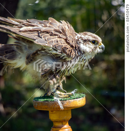 The Saker Falcon (Falco cherrug), stands on a stand in the garden The Saker Falcon (Falco cherrug), stands on a stand in the garden 88458479