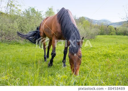 Thoroughbred horse grazes on a green field. 88458489