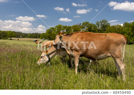 A herd of cows graze on a green field 88458490