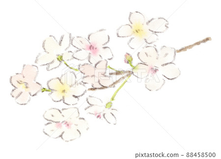 櫻花的水彩插圖 88458500