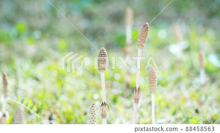 Horsetail shimmers 88458563