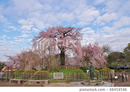 Gion weeping cherry tree 88458586