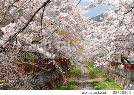 Jinhae Yeojwacheon stream cherry blossoms road in Changwon, Korea 88458800