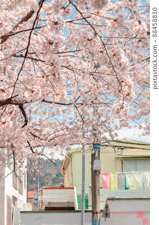 Cherry blossoms and colorful house at Jinhae Yeojwacheon stream street in Changwon, Korea Cherry blossoms and colorful house at Jinhae Yeojwacheon stream street in Changwon, Korea 88458810