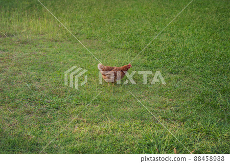Free range happy Rhode Island Red chicken walking on grass Free range happy Rhode Island Red chicken walking on grass 88458988