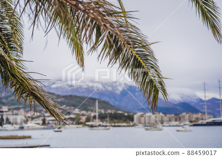 Palm branches against the backdrop of a snow-capped mountain in Montenegro 88459017