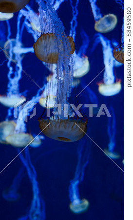 Floating presence Floating presence 88459580