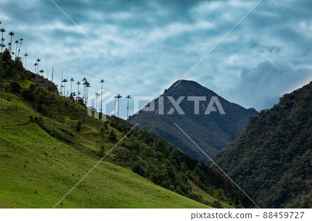 View of the beautiful cloud forest and the Quindio Wax Palms at the Cocora Valley located in Salento in the Quindio region in Colombia. 88459727