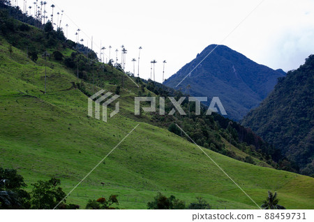 View of the beautiful cloud forest and the Quindio Wax Palms at the Cocora Valley located in Salento in the Quindio region in Colombia. 88459731