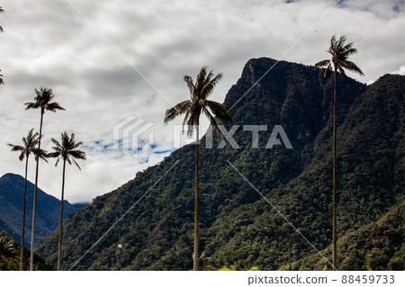 View of the beautiful cloud forest and the Quindio Wax Palms at the Cocora Valley located in Salento in the Quindio region in Colombia. 88459733