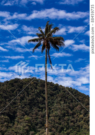 View of the beautiful cloud forest and the Quindio Wax Palms at the Cocora Valley located in Salento in the Quindio region in Colombia. 88459735