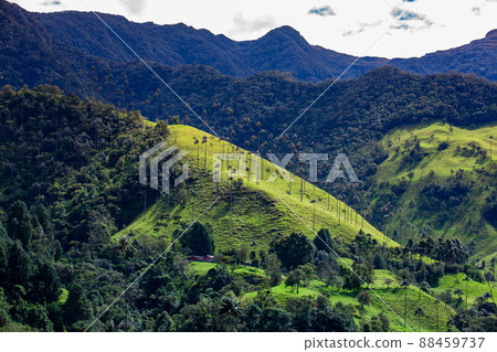 View of the beautiful cloud forest and the Quindio Wax Palms at the Cocora Valley located in Salento in the Quindio region in Colombia. 88459737