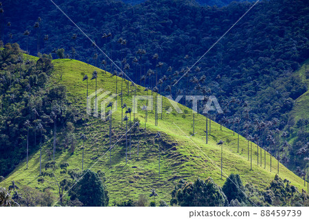 View of the beautiful cloud forest and the Quindio Wax Palms at the Cocora Valley located in Salento in the Quindio region in Colombia. View of the beautiful cloud forest and the Quindio Wax Palms at the Cocora Valley located in Salento in the Quindio region in Colombia. 88459739