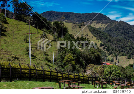 View of the beautiful cloud forest and the Quindio Wax Palms at the Cocora Valley located in Salento in the Quindio region in Colombia. 88459740