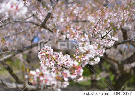 Sakura at Miyagawa Tsutsumi, Ise City, Mie Prefecture (2022) 88460357