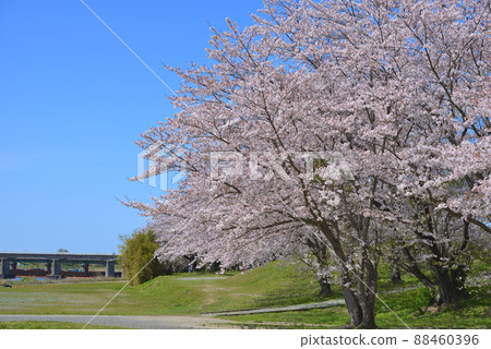 Sakura at Miyagawa Tsutsumi, Ise City, Mie Prefecture (2022) 88460396