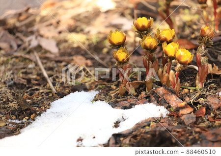殘雪福壽莊花蕾 88460510