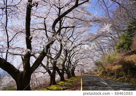 櫻花盛開宣言當天的高圓山車道 88461083