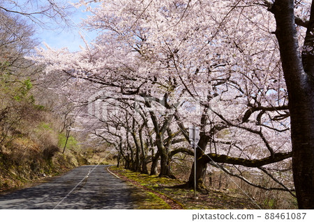 櫻花盛開宣言當天的高圓山車道 88461087