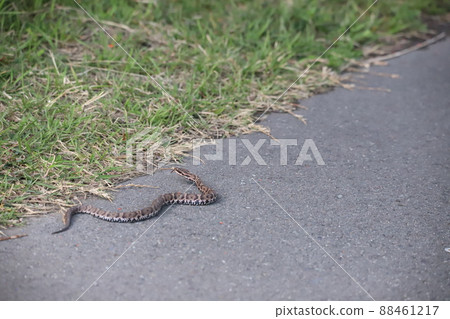 Aodai Show crawling on the ground 88461217