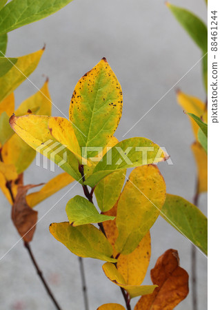 Kurobana Loubai秋葉 Kurobana Loubai秋葉 88461244