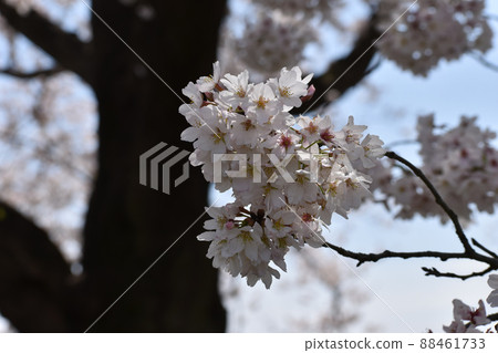 Cherry blossoms blooming against a black bark Cherry blossoms blooming against a black bark 88461733