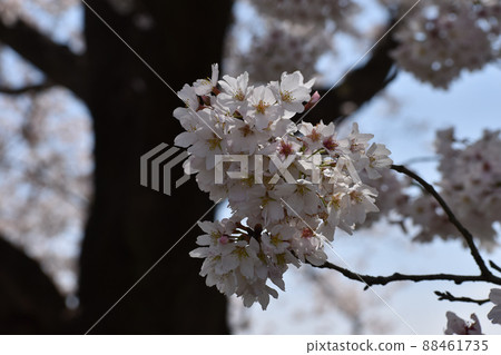 Cherry blossoms blooming against a black bark Cherry blossoms blooming against a black bark 88461735