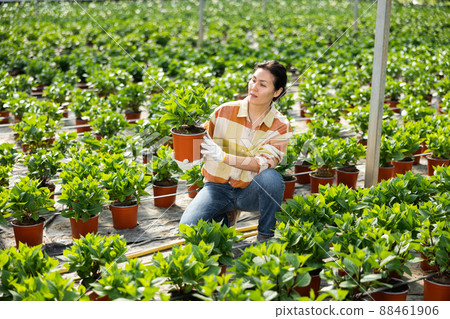 Asian woman farmer is engaged in the cultivation of hydrangeas 88461906