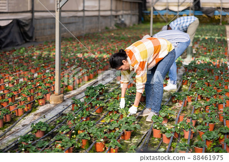 Three farmers remove damaged leaves from strawberries 88461975