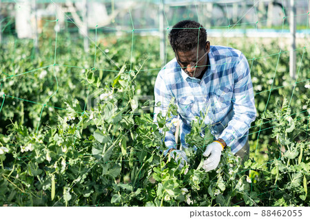 Grower working in greenhouse, tending plants 88462055