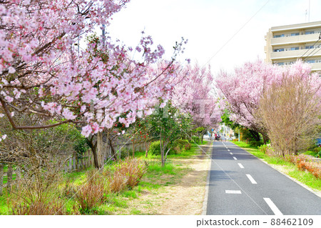玉子自行車步行道/八坂站附近（東京都東村山市） [2022.3] 88462109