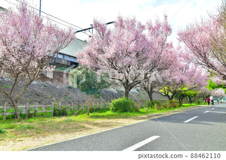 玉子自行車步行道/八坂站附近（東京都東村山市） [2022.3] 88462110