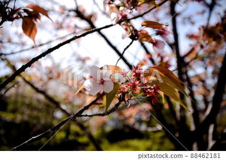 One wheel at the end 88462181