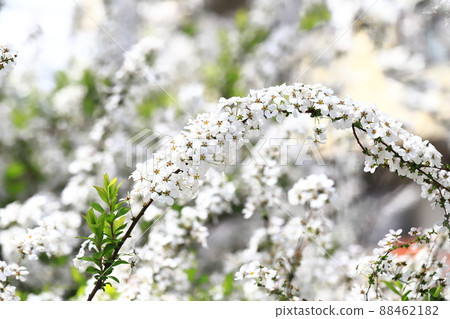 Yukiyanagi盛開 88462182