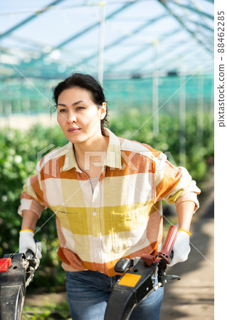 Female horticulturist using walking tractor in hothouse 88462285