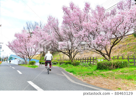 Tamako Bicycle Pedestrian Road / Near Yasaka Station (Higashimurayama City, Tokyo) [2022.3] 88463129