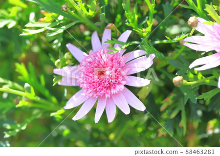 Double-flowered margaret 88463281