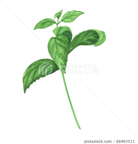 Culinary fresh basil. Watercolor illustration of culinary herbs for cooking Isolated on white background. Art for design Culinary fresh basil. Watercolor illustration of culinary herbs for cooking Isolated on white background. Art for design 88463511