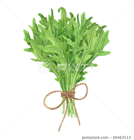 Bouquet fresh leaves salad arugula. Watercolor painting on white background. Illustration for design, textiles, menu Bouquet fresh leaves salad arugula. Watercolor painting on white background. Illustration for design, textiles, menu 88463513