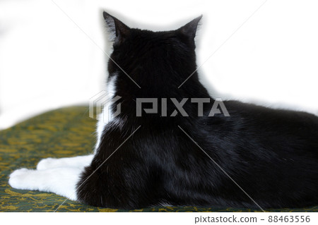 Black and white cat. Living with a cat. Protective cat. Sakura ears. Cat image material Black and white cat. Living with a cat. Protective cat. Sakura ears. Cat image material 88463556