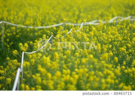 Canola Fields Guryongpo, Pohang, Korea Canola Fields Guryongpo, Pohang, Korea 88463715