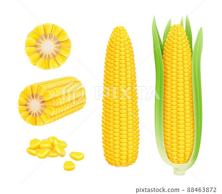 Corn cob realistic. Yellow canned fresh corn vegetables harvest sweetcorn template 88463872