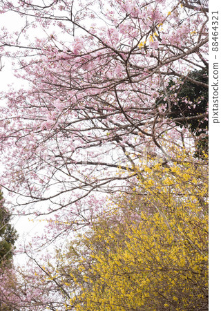 Cherry blossoms and forsythia flowers Cherry blossoms and forsythia flowers 88464321