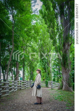 Hokkaido University Poplar aki 88464477
