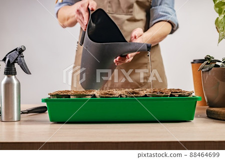 Woman watering planted seeds. Process of preparation prepended seedlings for the new season. Home gardening concept. Domestic life and hobbies. 88464699