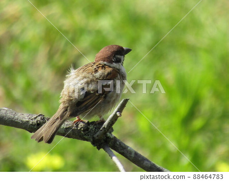 Sparrow Sparrow 88464783