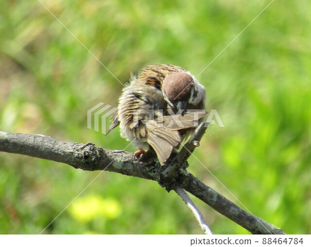 Sparrow Sparrow 88464784